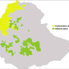 Image result for Oldeania alpina