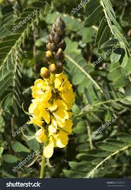 Image result for Senna didymobotrya