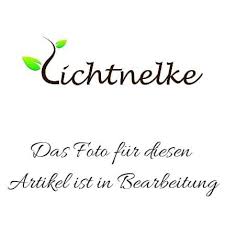 Airy, flower spikes with blooms that change color as they age. Agastache Kudos Ambrosia Lichtnelke Duftnessel Garten Balkonpflanzen Blumen Pflanzen