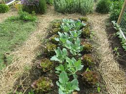 Der Anbau Von Kohlrabi Biogarten Fullhorn Biogarten Kohlrabi Pflanzen Gemuseanbau