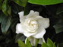 Image result for Gardenia