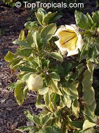 Image result for Solandra maxima
