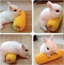 تحميل صور و خلفيات مجانية عالية الجودة hd، خلفيات موبايل ايفون، اندرويد و سطح المكتب. ØµÙˆØ± Ø§Ø±Ø§Ù†Ø¨ Ø¬Ù…ÙŠÙ„Ø© Ø§Ø­Ù„ÙŠ ØµÙˆØ± Ø§Ø±Ø§Ù†Ø¨ ÙƒÙŠÙˆØª Ø®Ù„ÙÙŠØ§Øª Ø§Ø±Ø§Ù†Ø¨ Ø±Ø§Ø¦Ø¹Ø© Ù…ÙˆÙ‚Ø¹ Ø­ØµØ±Ù‰