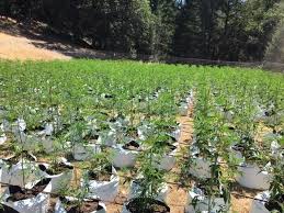 These plants are often sandwiched between legitimate listings, so that it is possible for consumers to buy illegally traded plants completely unawares. Humboldt County Conducts 4 Day Operation Targeting Illegal Cannabis Cultivation California Statewide Law Enforcement Association