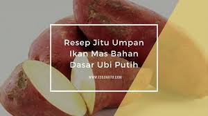 Check spelling or type a new query. Resep Umpan Ikan Mas Bahan Dasar Ubi Putih Paling 2019 Atmago