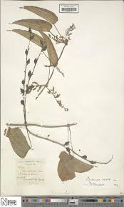 Image result for Actiniopteris pauciloba