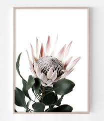 King Protea Print Flower Wall Art Flower Prints Pink Flower Photography Print Protea Art Pink Flower Art Protea Art Flower Wall Art Flower Prints Art