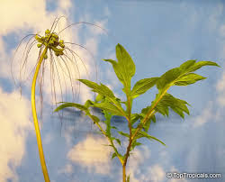 Maybe you would like to learn more about one of these? Tacca Plantaginea Green Bat Flower East Indian Arrowroot Toptropicals Com