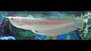 silver arowana amazing growth in just two weeks from 5 inches to more than 7 5 inches