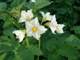 Image result for Solanum giganteum