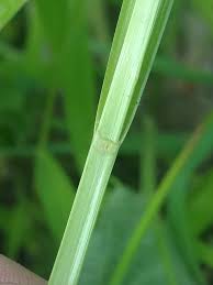 Image result for Carex mildbraediana