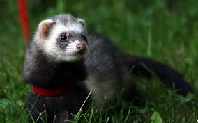 You can check the first definition of mono and the seventh of rico. How To Say Ferret In Spanish What Is The Meaning Of Huron Ouino