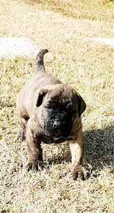 Presa Canario Breeders Posts Facebook