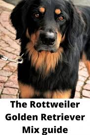 A golden retriever mix is a mixed dog breed that is a cross between a golden retriever and another dog breed. Doberman And Golden Retriever Mix Online