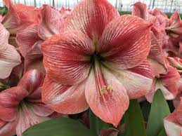 Amaryllis Provence Amaryllis Amaryllis Tattoo Flowers