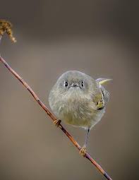 2024 Spring Bridges by Natural Resources Foundation of Wisconsin