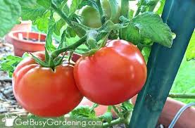 But if you plan to immediately plant and harvest your tomatoes, go with the smaller size. Tomatoes Not Turning Red Try These 5 Tricks Get Busy Gardening