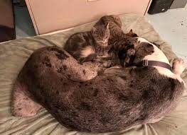 I cannot say enough about the wonderfulness of my experience at this vet clinic. Dr Bell Pet Care Clinics Home Facebook