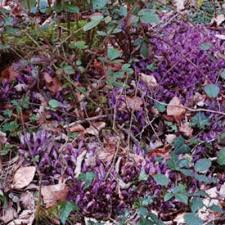 Image result for Micrargeriella aphylla