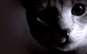 Shadow Cat Animal Wallpapers Hd White Cats Cat Wallpaper Kitten Wallpaper