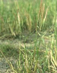 Image result for Oryza