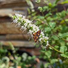 Image result for Hypolytrum pynaertii