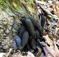 Image result for Xylaria polymorpha