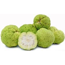 The belief about the use of hedge apples for insect control is widespread and persistent. Osage Orange Seeds Maclura Pomifera Prijs 1 75