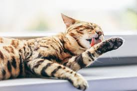kedilerde tuy yumagi sorunu ve diyet lif icerigi unique pet food