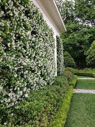 Most ferns that have more foliage make good fence plants. What To Plant Along A Fence