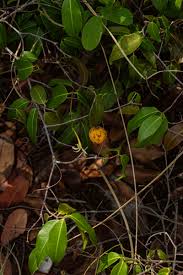 Image result for Landolphia camptoloba