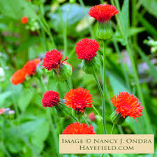 Image result for Emilia coccinea