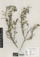 Image result for Indigofera zenkeri