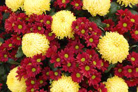 Botanical Accuracy Is Oxeye Daisy A Leucanthemum Or A Chrysanthemum