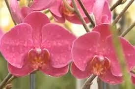 Dans les deux cas nous vous suggérons d'utiliser un couteau avec des dents pour. Dois Je Couper Les Racines De Mon Orchidee Phalaenopsis