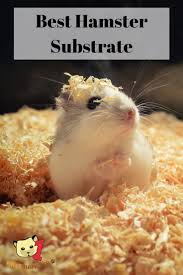 Hamsters Prefer Bedding That S Going To Be Soft On Their Feet Easy To Tread On And In A Thicker Layer So They Can Dig Th Hamster Bedding Hamster Hamster Care