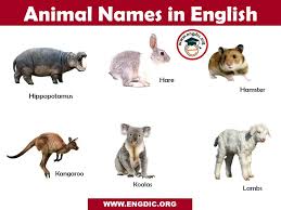 Animals Name List In English A To Z Pictures And Pdf Engdic