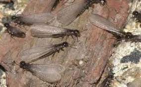 They made sure all of our questions were answered and eliminated our moisture problem as well as repairing the existing moisture. Termite Control By Universal Pest Termite In Virginia Beach Va Alignable