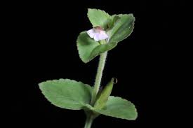 Image result for Linderniaceae