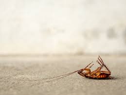 Search through the results in domestic pest control advertised in south africa on junk mail. Pest Control And Extermination Services Midland Odessa Tx Ace Pest Control