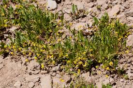 Image result for Rorippa