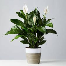 They also have a distinct sweet smell which is yet it is also worth remembering that white callas are also used at funerals and memorial services. Sympathy Peace Lily Floor Plant Spathiphyllum Plants Com