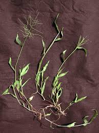 Image result for Digitaria seriata