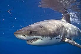 El gran tiburón blanco es un enorme pez cuyo origen se remonta a los tiempos del mioceno, aunque hay distintas teorías que debaten acerca de si su origen. Tiburon Blanco Carcharodon Carcharias Barrameda Com Ar