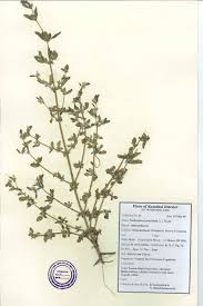 Image result for Nothosaerva