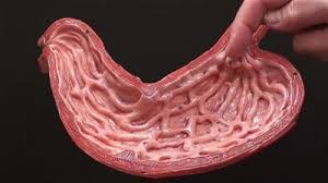 Image result for stomach animation gif