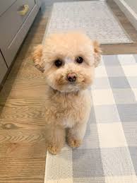 Want A Maltipoo Puppy Here Are 16 Reasons To Add One To The Family