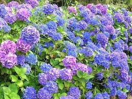 Hortensja omszona 150cm w donicy 35l za 299,00 zł i odbierz w mieście jasienica. Hortensja Ogrodowa Hamburg Hydrangea Macrophylla Sprawdz Ceny Sadzonki W Krzewyozdobne Net