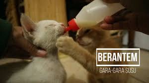 Nah, kebetulan di rumah guru ngaji, mengadopsi anak kucing yang masih menyusu. Tips Membuat Dot Susu Kucing Dari Botol Bekas Rekomendasi Untuk Bayi Kucing Tanpa Induk Tribun Jogja