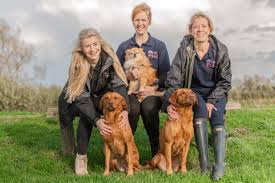 Mixed breed cats & kittens near chorley. Dog Walker Pet Sitter Dog Boarding Wigan We Love Pets